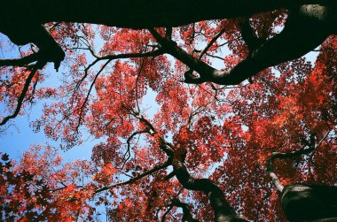 Sonbahar yaprakları, sonbahar bitkileri