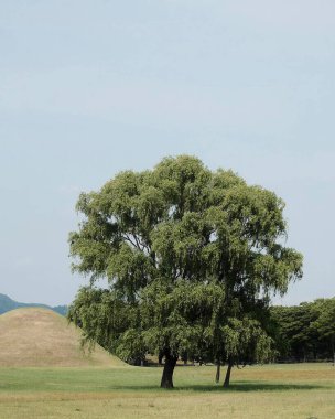 Çimen ağacı ve tarlası