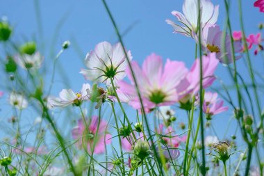 Bahçedeki güzel çiçekler