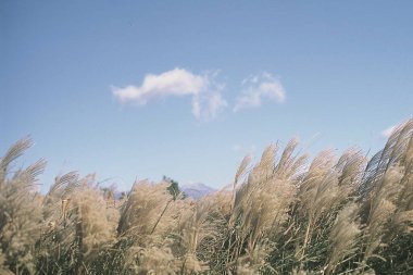 Güzel bir manzara Ağacı ve mavi gökyüzü