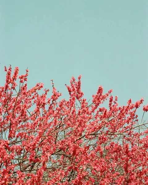 Güzel botanik fotoğrafı, doğal duvar kağıdı.