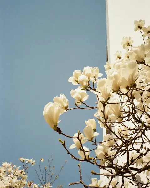 Mavi arkaplanda beyaz çiçekler