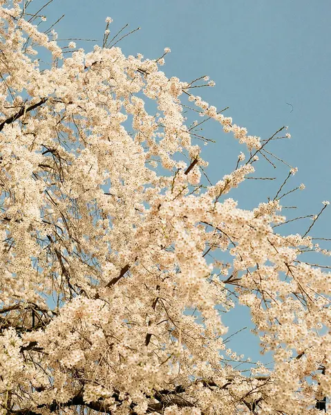 kiraz çiçekleri, sakura, çiçekler ve dallar