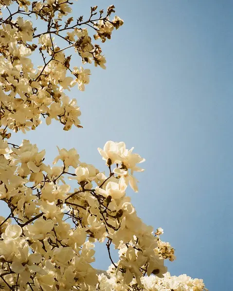 Bahçedeki güzel çiçekler