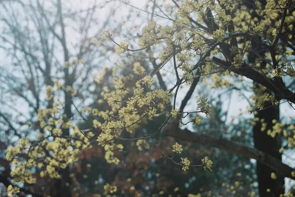 Ormandaki ağaç dalları