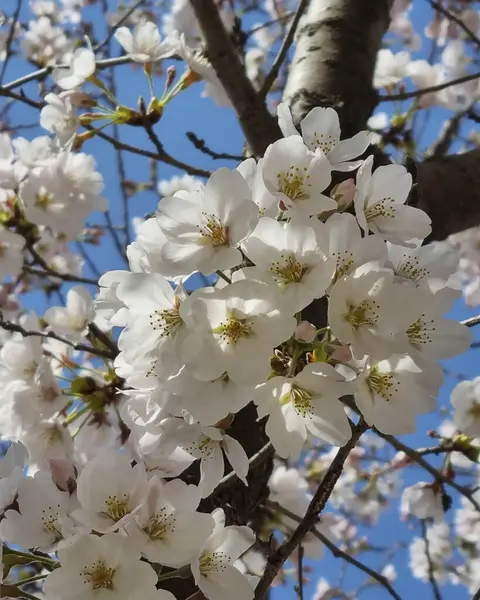 Bahçede güzel bahar çiçekleri