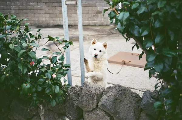 Parktaki sevimli köpek.