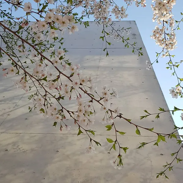 Güzel botanik fotoğrafı, doğal duvar kağıdı.