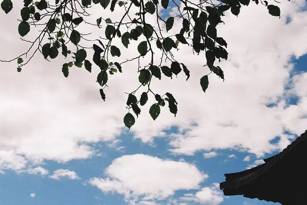 Ağaç dalları, doğa, bitki örtüsü.