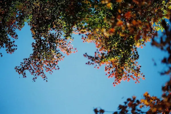 Sonbahar yaprakları, sonbahar bitkileri