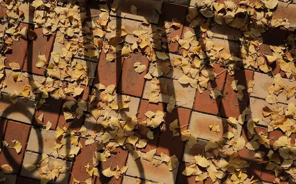 Sonbahar yaprakları arka plan, sonbahar mevsimi