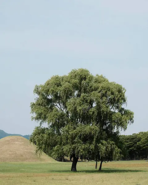 Çimen ağacı ve tarlası