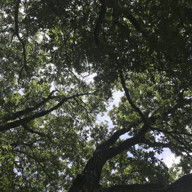 yeşil yapraklar, bitki örtüsü ve doğa