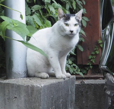 Sokaktaki beyaz kedi