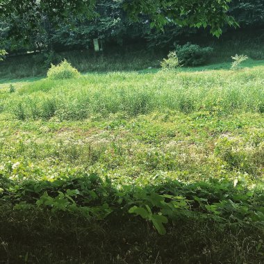 Ağaçlı ve ağaçlı güzel bir manzara.