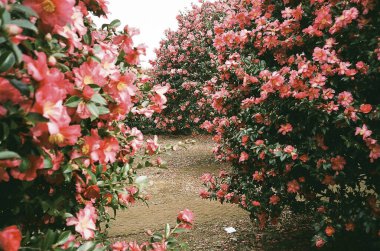 Bahçedeki güzel çiçekler