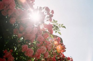 Bahçedeki güzel çiçekler