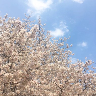 Bahçede güzel bahar çiçekleri