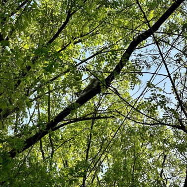 Ormanda yeşil dallar ve yapraklar