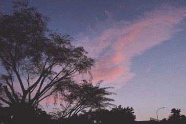 Güzel gece gökyüzü Ağaçlar ve yapraklarla