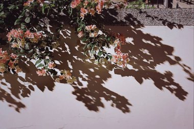 Güzel botanik fotoğrafı, doğal duvar kağıdı.