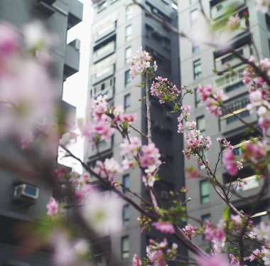 İlkbaharda kiraz çiçeği