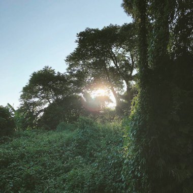 Ağaçlar ve ormanlarla dolu güzel bir manzara.