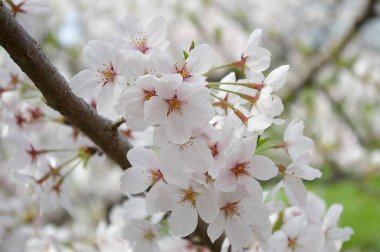 İnanılmaz çiçeklere yakın.