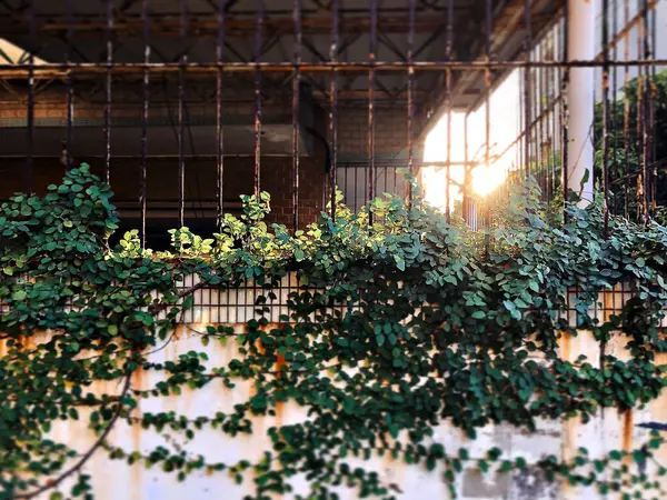 Şehirdeki terk edilmiş eski bina.