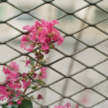 Beyaz ve kırmızı çiçekleri kapatın.