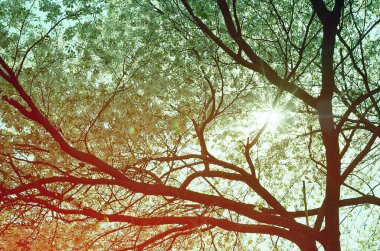 Ormanda ağaç yaprakları