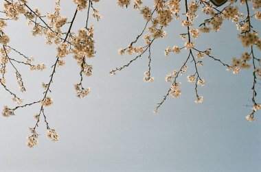 Güzel bahar çiçekleri, flora