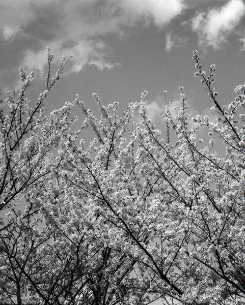 Bahçedeki güzel çiçekler