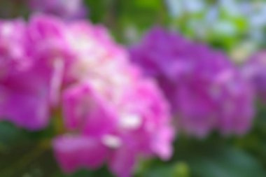 Renkli bulanık çiçekli soyut arkaplan