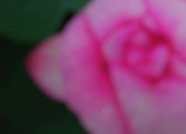 Bahçede pembe gül çiçeğiyle bulanık arkaplan