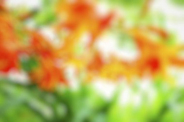 Bulanık çiçek arkaplanı, soyut arkaplan, renk