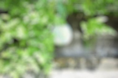 Yeşil yaprakların bulanık arkaplanı