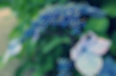 Çiçeklerin bulanık arkaplanı