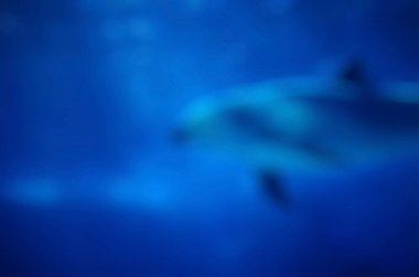 Mavi su ve aydınlık yüzme havuzunun soyut bulanıklığı