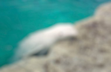 Bali Endonezya Seyahat tema bulanıklık arka plan