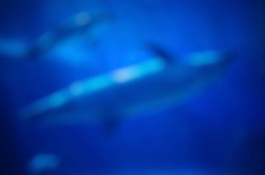 Köpekbalığının bulanık arkaplanı