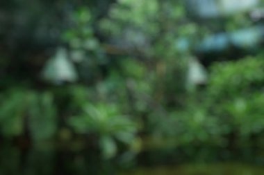 Bulanık doğa bokeh soyut renk arkaplanı.