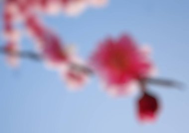 çiçekli arka plan bulanık