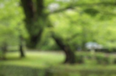 soyut yeşil doğa bulanık arkaplan, yaz arkaplanı