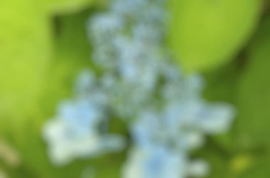 Bulanık yeşil yapraklar arka plan, doğa arkaplan