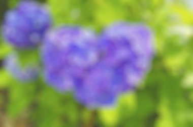 Arka plan bulanık. Çiçekler. bahar çiçekleri.