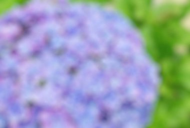 Bulanık arkaplan, çiçek, bahar arkaplanı