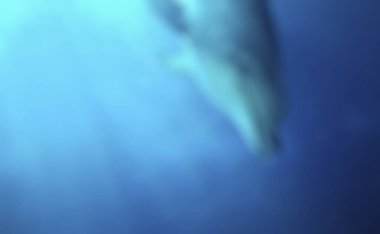 Mavi yunus ile bulanık arkaplan