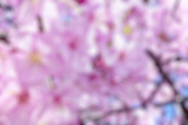 Güzel bahar çiçeklerinin bulanık arkaplanı. seçici odak.