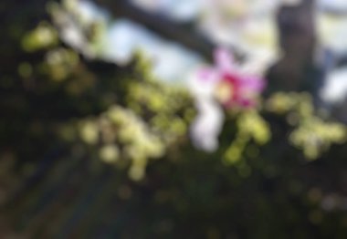 Bahar bahçesindeki ağaçtan dolayı bulanıklaşmış. bokeh arkaplanlı bahar ağacı